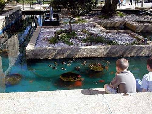College Pond Photo #2